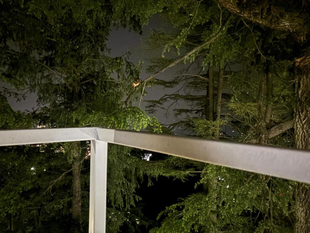 Hotel Jakhu Heights Шимла Екстериор снимка